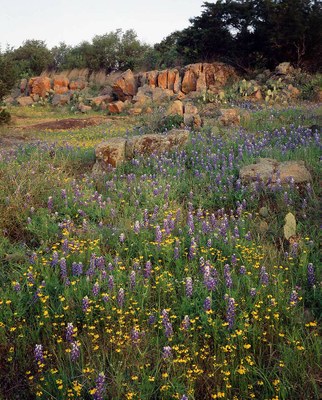 Wildflowers in front of rock outcrop.