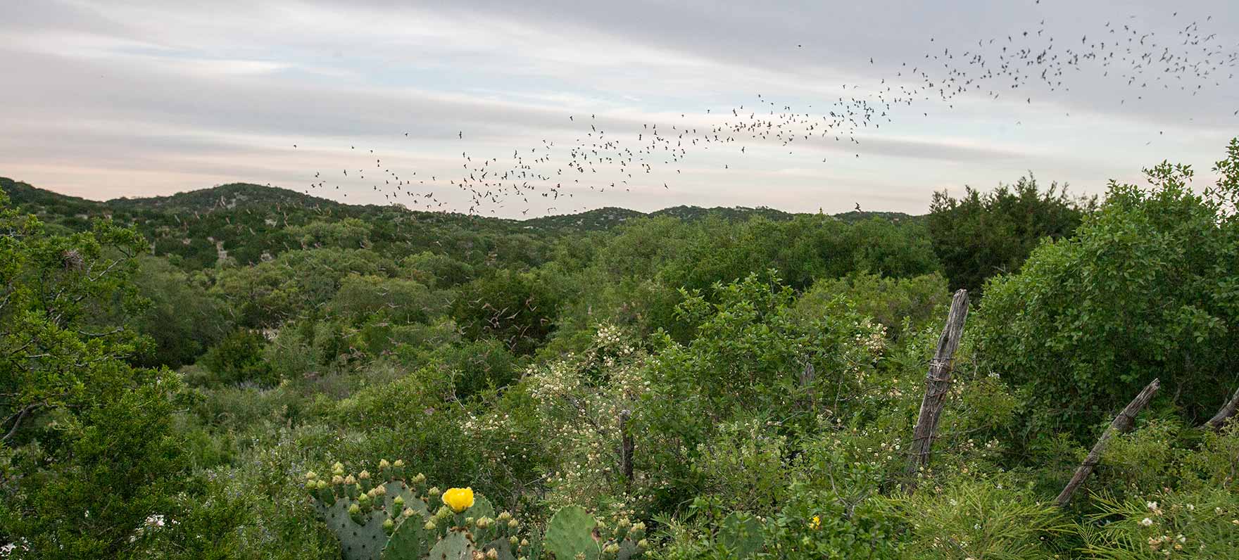 Bats Leaving Stuart Bat Cave