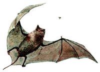 Bat flying
