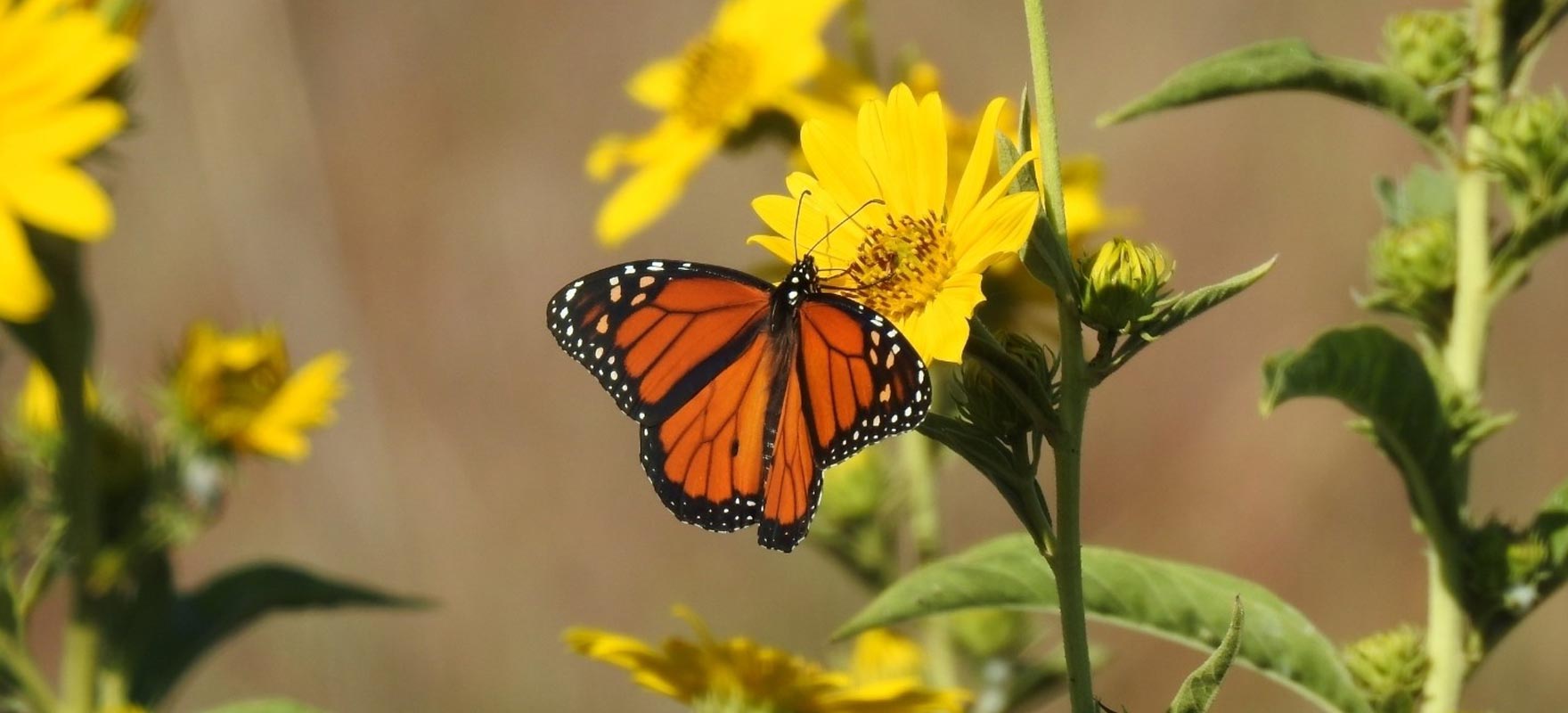 Monarch at  Lake Arrowhead