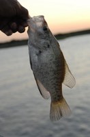 hand holding a fish by the lower jaw