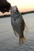 hand holding a fish by the lower jaw