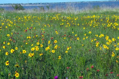 field of wildflowers with lake in the distance