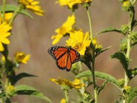 Monarch butterfly nectaring on a yellow flower