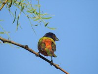 bird perched on a small branch