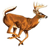running deer