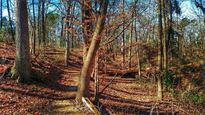 Trail leading off among the tree trunks 