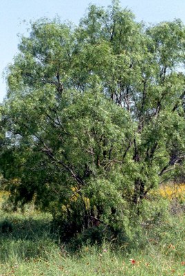 copy_of_MESQUITETREE_075.jpg