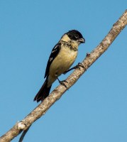 seedeater.jpg
