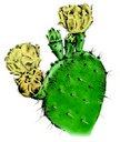 color illustration of a prickly pear cactus