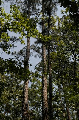 Trees at Lake Livingston