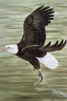 Illustration of bald eagle clutching just-caught fish.