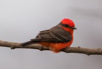 Bird with bright red body, brown wings, and brown mask across eyes