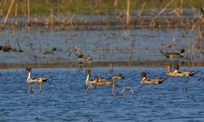 Ducks floating on lake amid brush