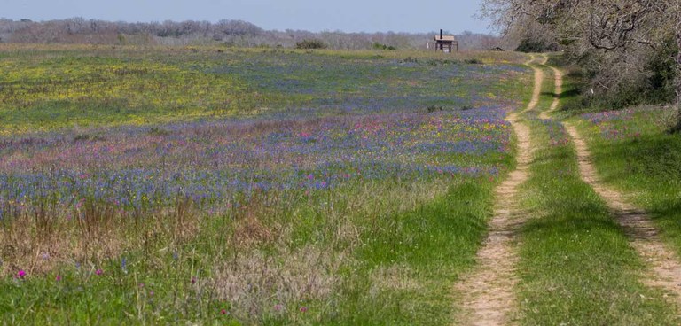 View of trail with wildflowers and brush.