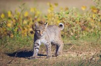 bobcat walking