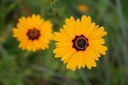 Bright orange-yellow flower