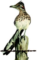 Roadrunner perched on stump