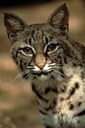 Bobcat