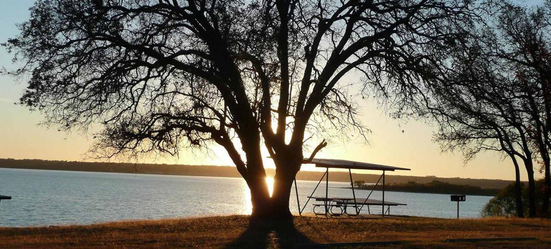 View of Sunset by Tree