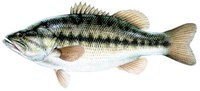 Illustration of largemouth bass