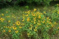 Field of yellow wildflowers