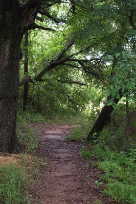 Trail through the woods 