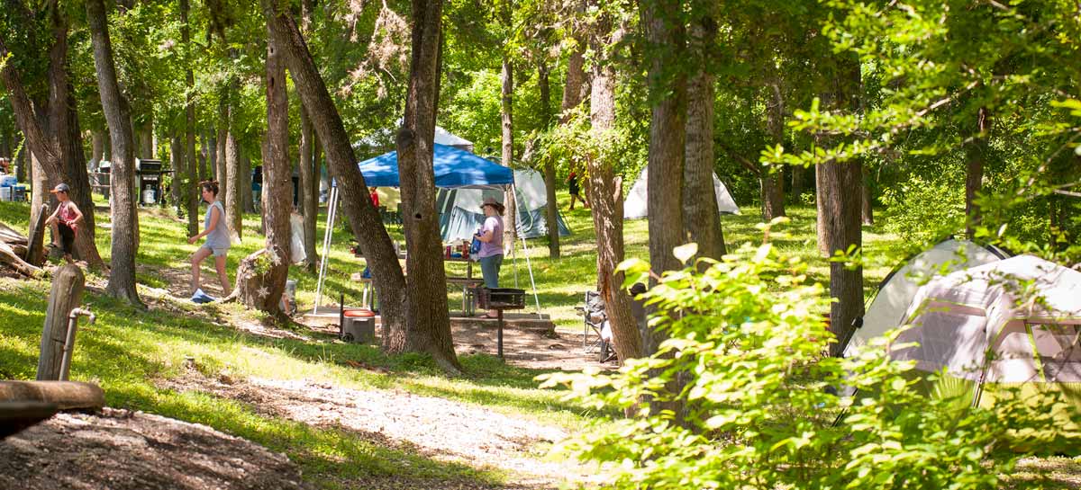 People at Campsites under tall trees