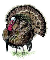 illustration of male turkey with tail feathers extended