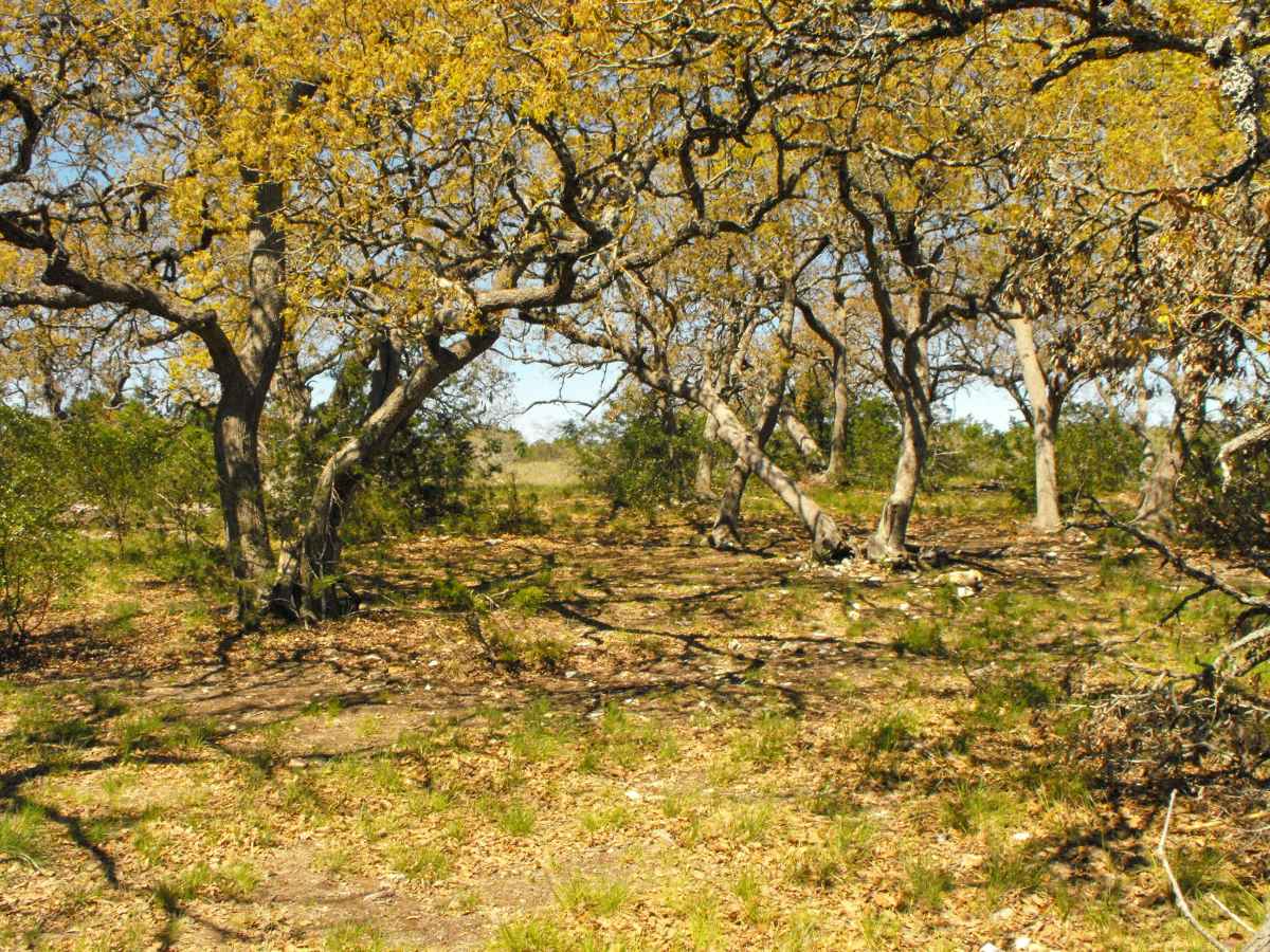 Another view of Primitive Camping Area B.