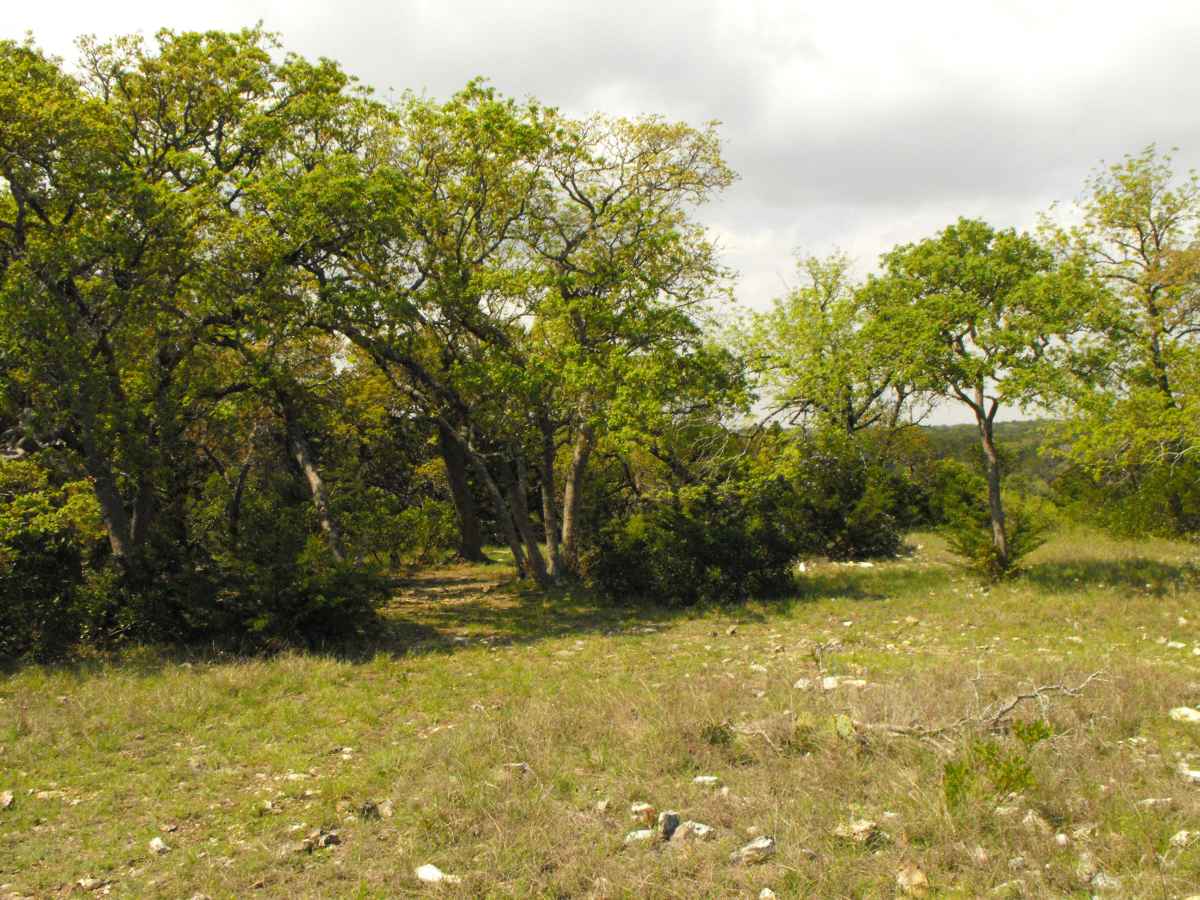 Another view of Primitive Camping Area D. 