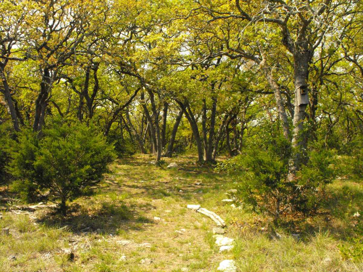 Another view of Primitive Camping Area D. 