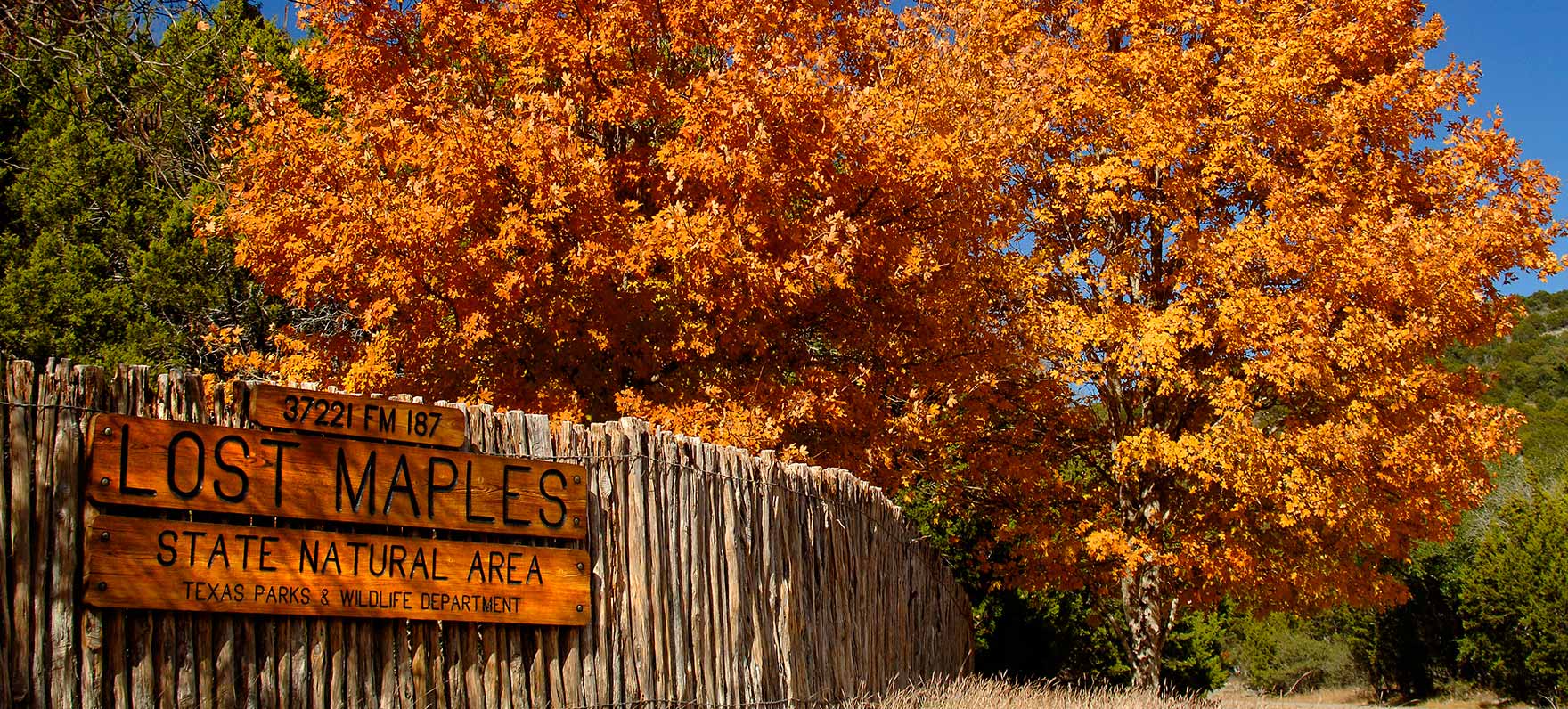 Lost Maples State Natural Area