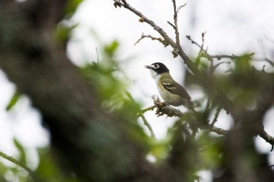 2016_LSLS_9438_10_black-capped-vireo_800p.jpg