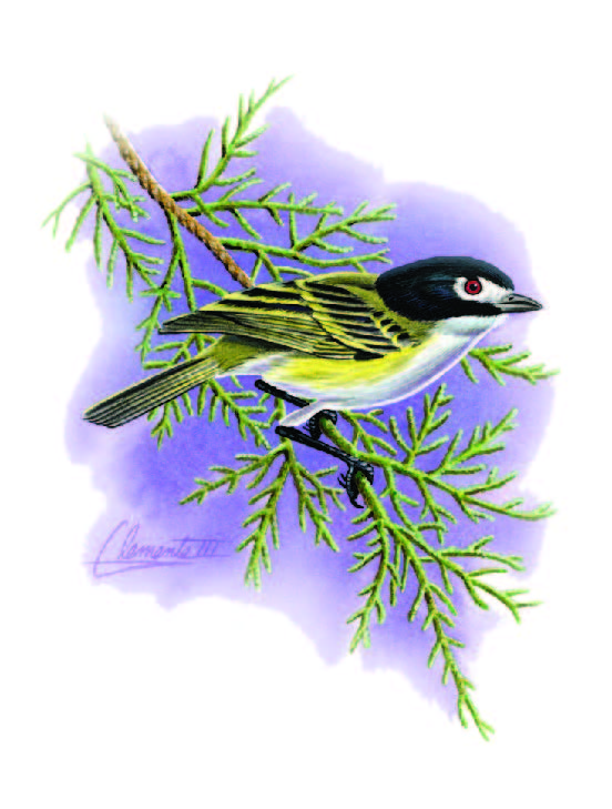 Black-capped Vireo Illustration