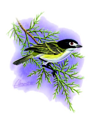 Black-capped Vireo Illustration