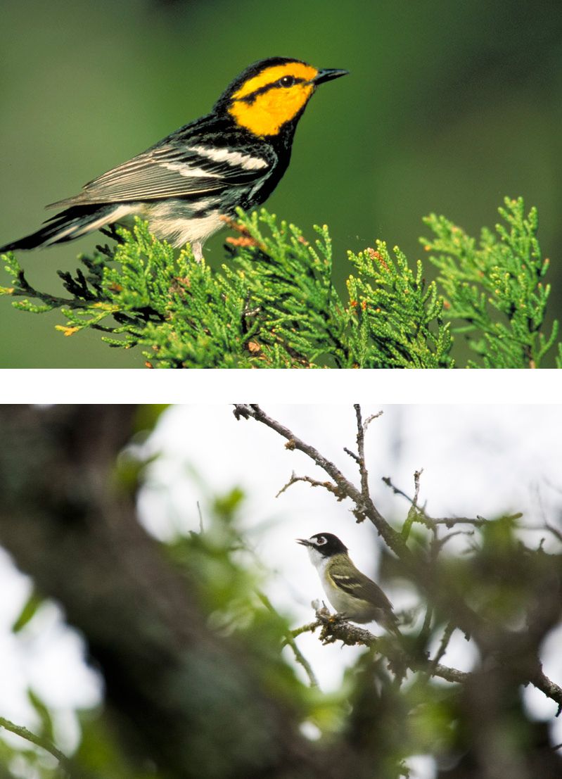 endangered bird group shot.jpg