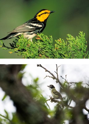 endangered bird group shot.jpg