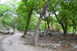 fall foliage picture from October 10, 2011
