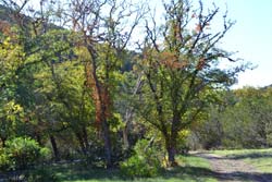 Fall Foliage 3 on 10/17/2011