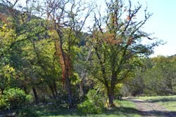 Fall Foliage 3 on 10/17/2011