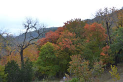 Fall Foliage 2 on 11/7/2011 