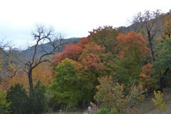 Fall Foliage 2 on 11/7/2011 