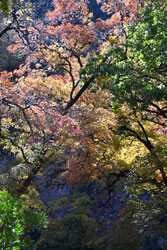 Fall Foliage 1 on 11/14/2011  
