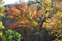 Fall Foliage 2 on 11/14/2011 