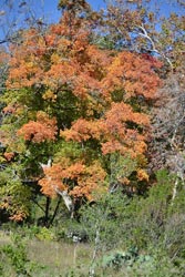 Fall Foliage 4 on 11/14/2011
