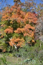 Fall Foliage 4 on 11/14/2011
