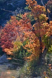 Fall Foliage 5 on 11/14/2011