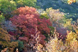 Fall Foliage 6 on 11/14/2011