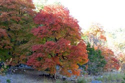 Fall Foliage 7 on 11/14/2011